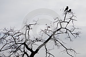 Silhouette of two ravens sitting on a tree branche