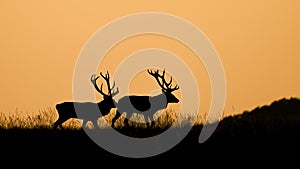 Silhouette of a two Red deer Cervus elaphus stag in rutting season