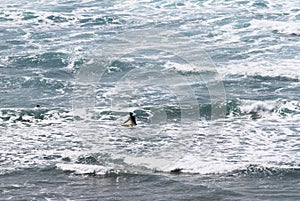 Silhouette of two surfers swimming in the ocean in Newquay, a popular destination for surfers.