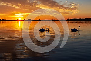 Silhouette of two swans collecting food during beautiful sunset in lake Zoetermeerse plas
