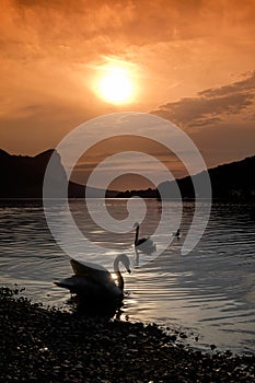 The silhouette of two swans on a lake before sunset on a lake in