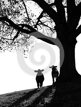 Silhouette of two swiss calves standing near the tree trunk