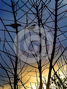 Silhouette of two thrushes on a branch of a leafless tree in an autumn sunset