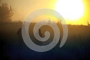 Silhouette of two travelers against fog landscape over a flower meadow, the first rays of dawn and dark silhouettes of trees