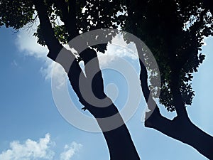 SILHOUETTE TWO OF TWO TREE BRANCHES WITH THE BLUE SKY AND WHITE CLOUDS BACKGROUND
