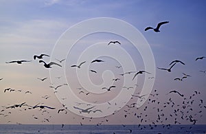 Silhouette of Uncountable Seagulls Flying against Pastel Blue Morning Sky over the Calm Sea