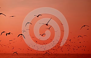 Silhouette of Uncountable Wild Seagulls Flying over the Sea in Vibrant Red Color Gradation