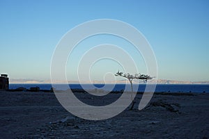 Silhouette of a Vachellia tortilis tree and camels against the backdrop of the Red Sea in the Gulf of Aqaba. Dahab, South Sinai Go