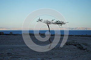 Silhouette of a Vachellia tortilis tree and camels against the backdrop of the Red Sea in the Gulf of Aqaba. Dahab, South Sinai Go