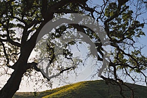 Silhouette of valley oak tree in Southern California