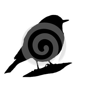 The silhouette vector illustration of black redstart bird in white background , Phoenicurus ochruros