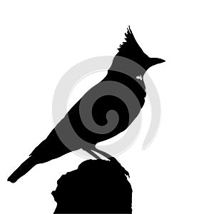 The silhouette vector illustration of crested lark bird isolated in white background , Galerida cristata