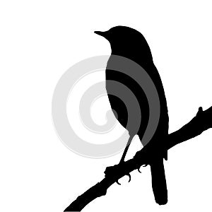 The silhouette vector illustration of passerine bird sitting on stick in white background