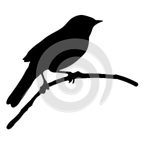 The silhouette vector illustration of passerine bird sitting on stick in white background