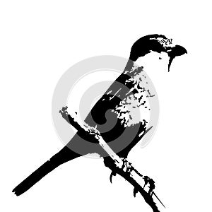 The silhouette vector illustration of shrike bird sitting on stick in white background