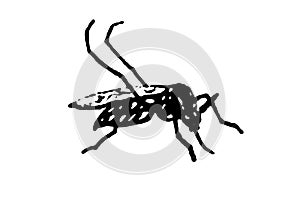 silhouette vector image image mosquito Aedes aegypti, dengue, chikungunya, zika virus proliferation epidemic health