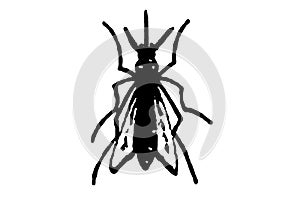 silhouette vector image image mosquito Aedes aegypti, dengue, chikungunya, zika virus proliferation epidemic health photo