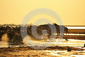 Silhouette view of buffalo