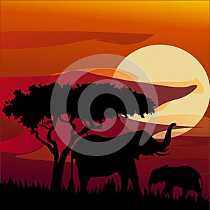 Silhouette view of elephant at sunset