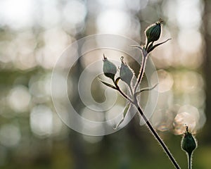 Silhouette view of Red campion flower buds