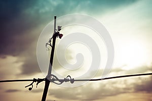 Silhouette of vine crook on wire in the sunset with cloudy sky