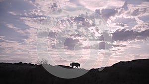 silhouette of a walking dog against the background of clouds