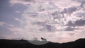 silhouette of a walking dog against the background of clouds