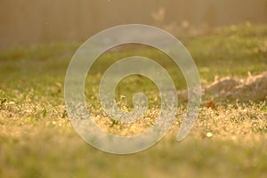 Silhouette warm light in lately evening shines on the ground with selective focus of a grass field at the park