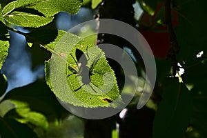 Silhouette of a wasp on a leaf