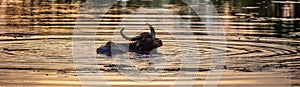 Silhouette of water buffalo in a pond with a reflection of a sunlight on water .