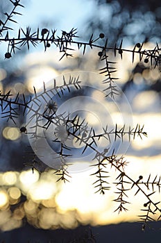 Silhouette of a wattle branch at sunset