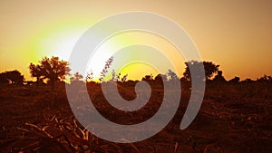 silhouette of weed or grass in golden sunlight in sunset at a field