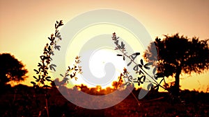 silhouette of weed or grass in golden sunlight in sunset at a field