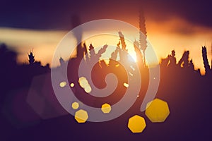 Silhouette of wheat ears and grass straw at sunset light. Natural light back lit. Beautiful angular sun flares bokeh