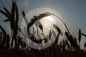 Silhouette of wheat field close up. wheat field at sunset