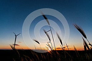 Silhouette of a wheat field with the sunset in the background