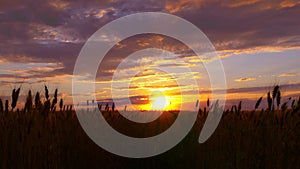 Silhouette of wheat in a field on a sunset background