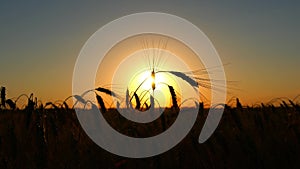 Silhouette of wheat in a field on a sunset background. Cultivation and harvesting. The field of golden wheat swaying