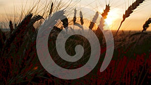 Silhouette wheat field in sunset time shooting with a crane, beautiful rural landscape, harvest, spikelets sways in wind