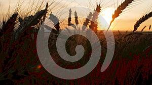 Silhouette wheat field in sunset time shooting with a crane, beautiful rural landscape, harvest, spikelets sways in wind