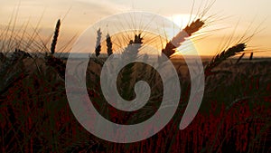 Silhouette wheat field in sunset time shooting with a crane, beautiful rural landscape, harvest, spikelets sways in wind