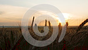 Silhouette wheat field in sunset time shooting with a crane, beautiful rural landscape, harvest, spikelets sways in wind