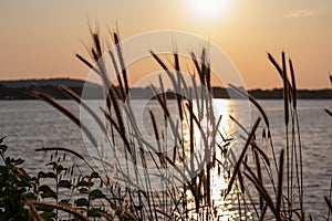 Silhouette of wheat grass at sunset. coastline of Kamenjak Nature Park. Calm atmosphere on Istrian Peninsula, Kvarner Gulf
