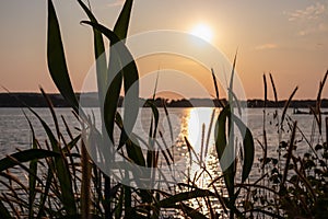 Silhouette of wheat grass at sunset at coastline of Kamenjak Nature Park. Calm atmosphere on Istrian Peninsula, Kvarner Gulf