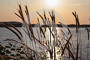 Silhouette of wheat grass at sunset at coastline of Kamenjak Nature Park. Calm atmosphere on Istrian Peninsula, Kvarner Gulf