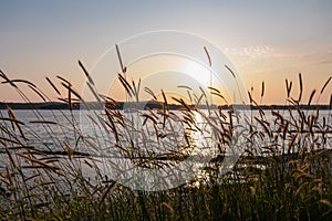 Silhouette of wheat grass at sunset at coastline of Kamenjak Nature Park. Calm atmosphere on Istrian Peninsula, Kvarner Gulf