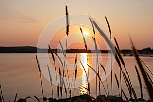 Silhouette of wheat grass at sunset at coastline of Kamenjak Nature Park. Calm atmosphere on Istrian Peninsula, Kvarner Gulf