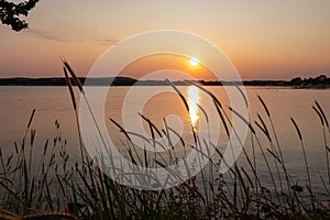 Silhouette of wheat grass at sunset at coastline of Kamenjak Nature Park. Calm atmosphere on Istrian Peninsula, Kvarner Gulf
