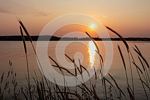 Silhouette of wheat grass at sunset at coastline of Kamenjak Nature Park. Calm atmosphere on Istrian Peninsula, Kvarner Gulf