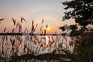 Silhouette of wheat grass at sunset at coastline of Kamenjak Nature Park. Calm atmosphere on Istrian Peninsula, Kvarner Gulf